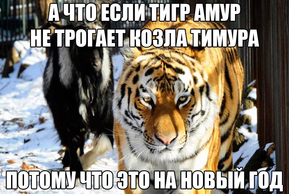 990x663, 171 Kb / Тигр, Амур, козёл, Тимур, новый, год