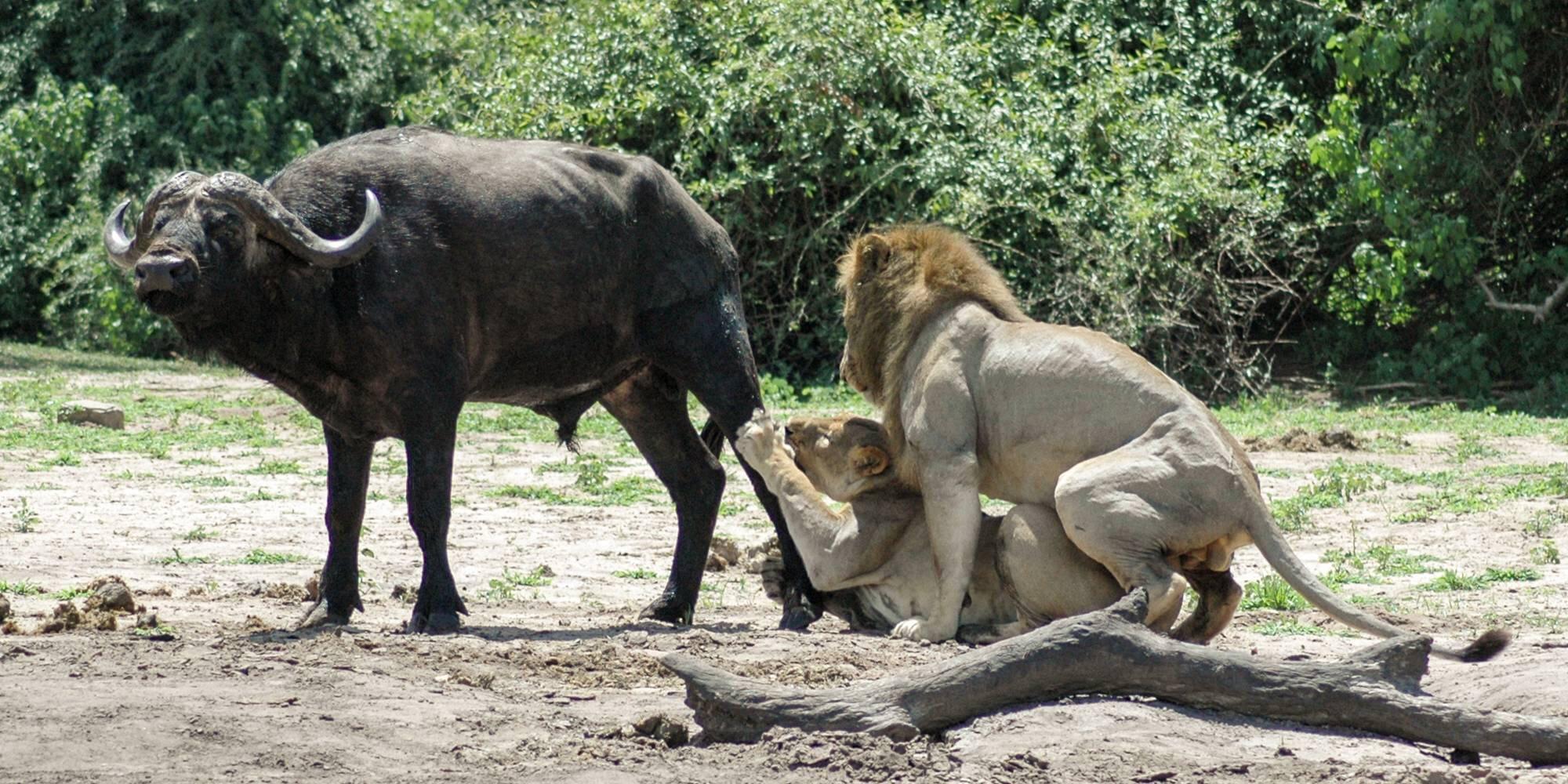 2000x1000, 369 Kb / Буйвол, львица, лев, секс, охота, еда