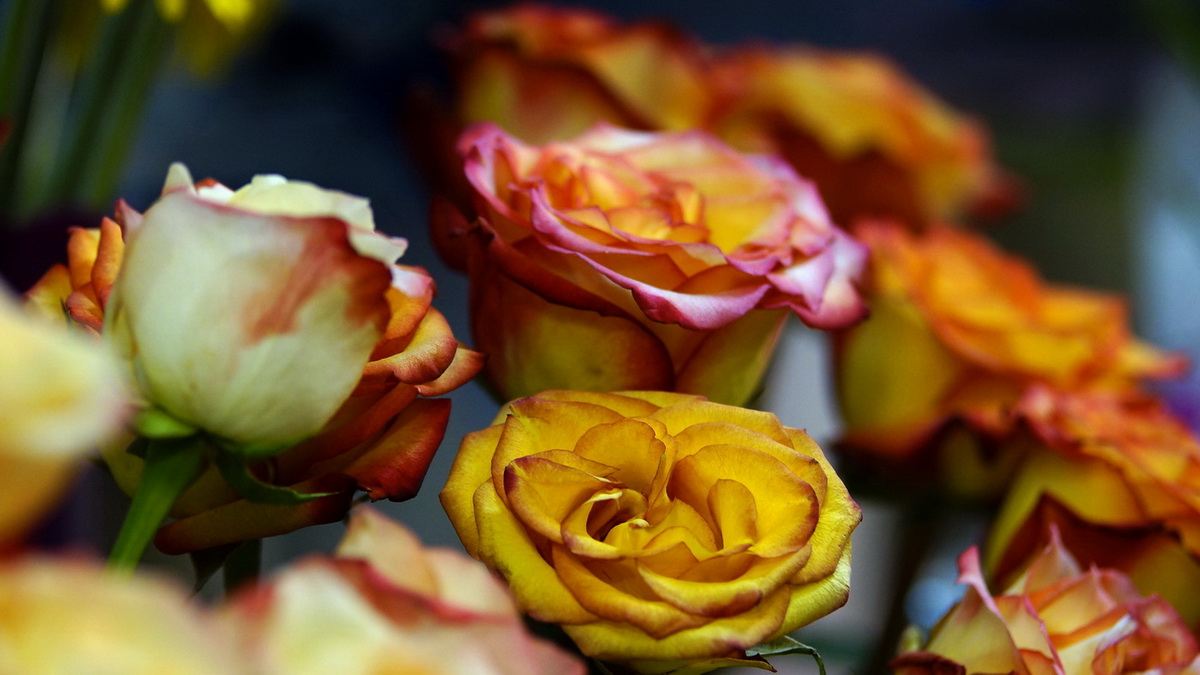 1200x675, 251 Kb / розы, цветы