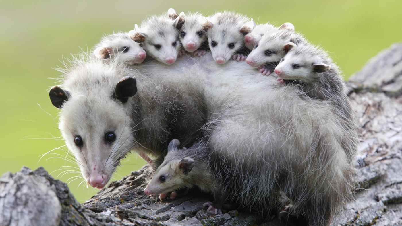 1400x788, 142 Kb / опоссум, мама, дети, семья