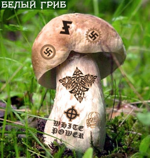 498x524, 76 Kb / белый, гриб