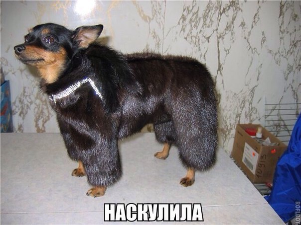 604x453, 64 Kb / Собака, шуба