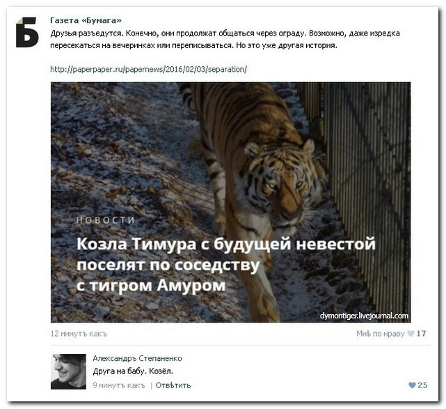 641x587, 124 Kb / Тигр, козёл, баба