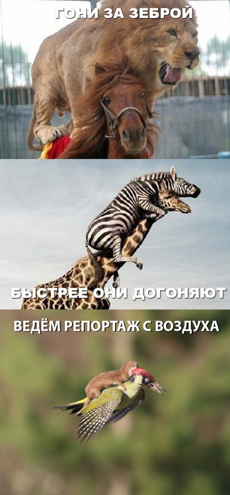 450x966, 219 Kb / лев, зебра, жираф, лошадь, дятел