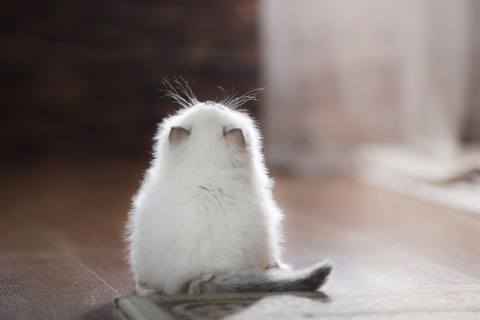 984x656, 315 Kb / котэ