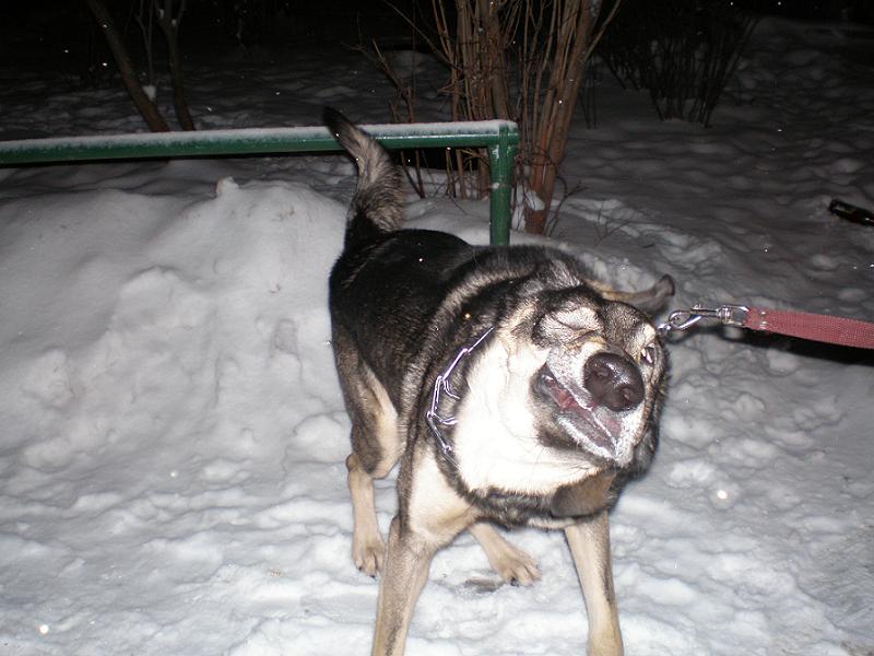 800x600, 73 Kb / собака, морда, трясет