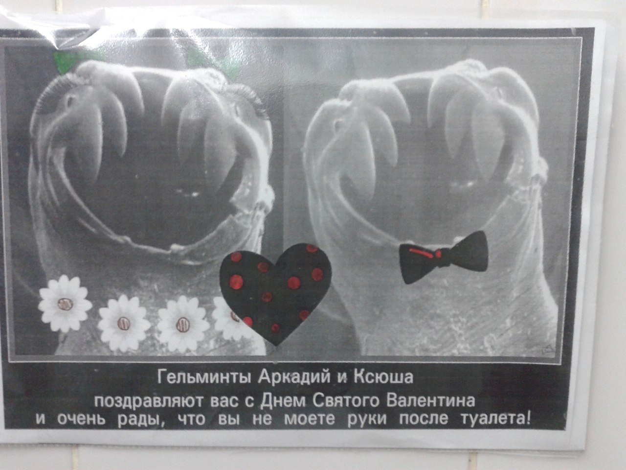 1280x960, 171 Kb / гельминты, глисты, валентин