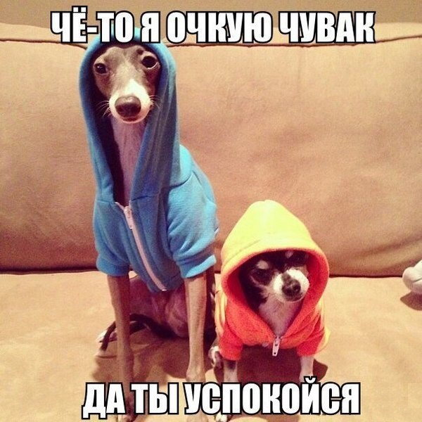 600x600, 124 Kb / Собаки, капюшоны, Галустян, Светлаков