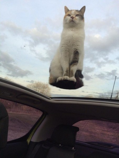 453x604, 35 Kb / котэ, крыша