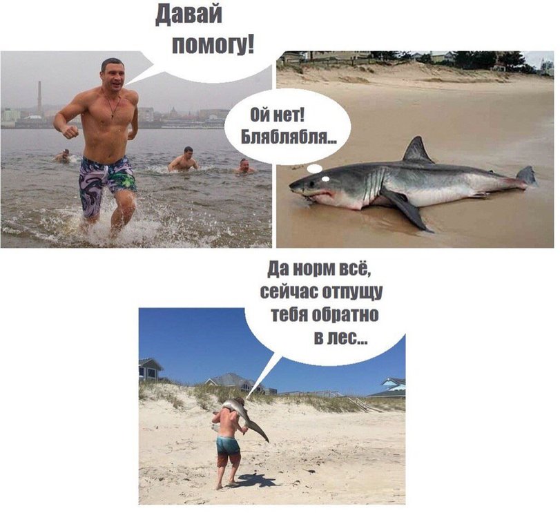 811x743, 81 Kb / Кличко, акула, в лес