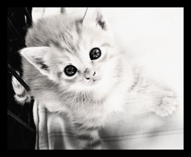659x542, 225 Kb / котёнок, глаза, ч/б