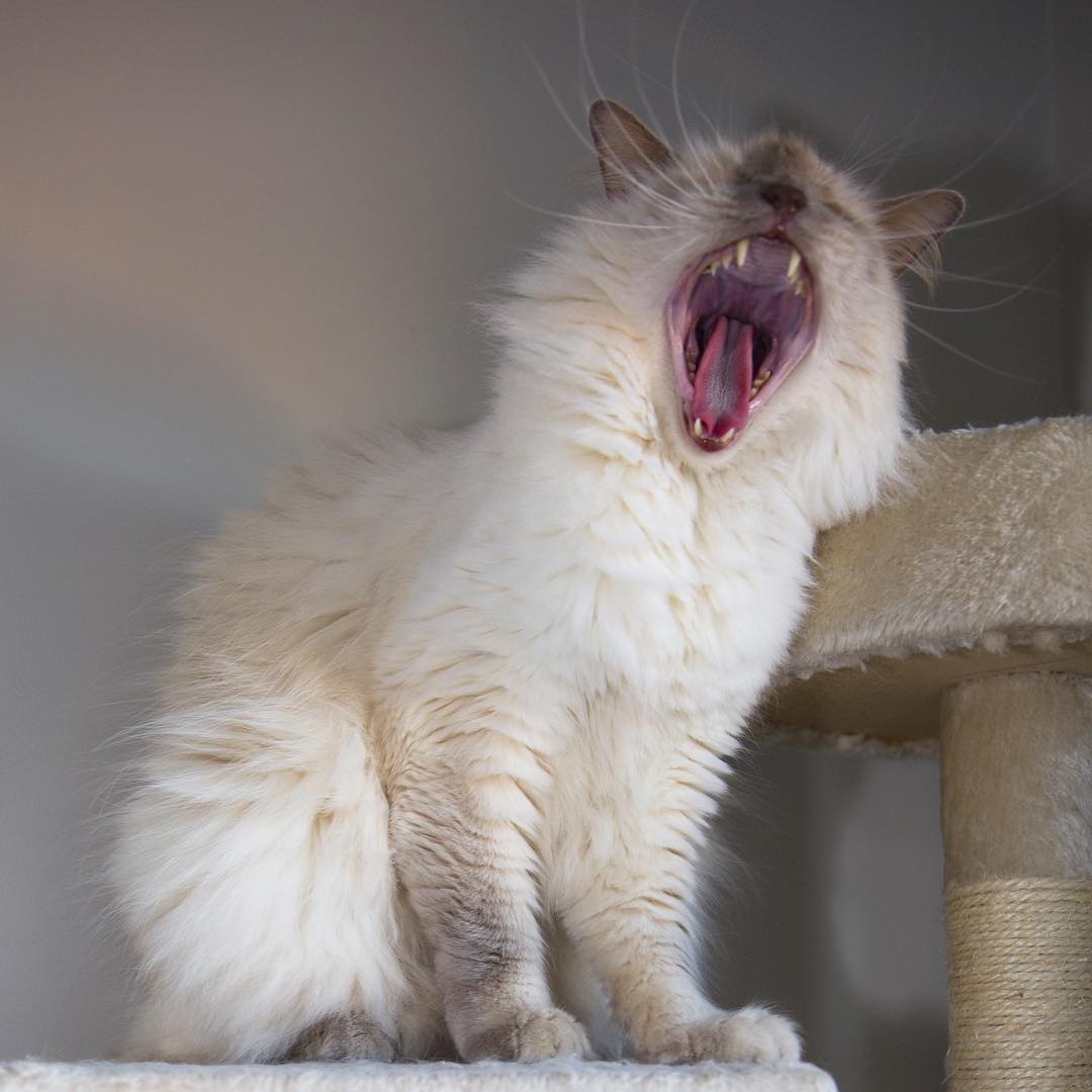 1080x1080, 78 Kb / кот, пасть, зубы