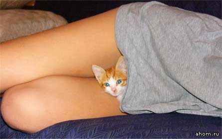 445x280, 18 Kb / рыжая киска