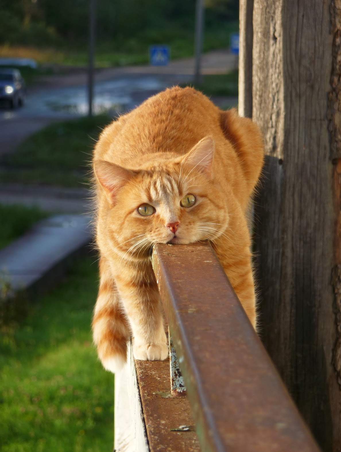 1188x1572, 250 Kb / Кот, рыжий, балкон, перила, лежит