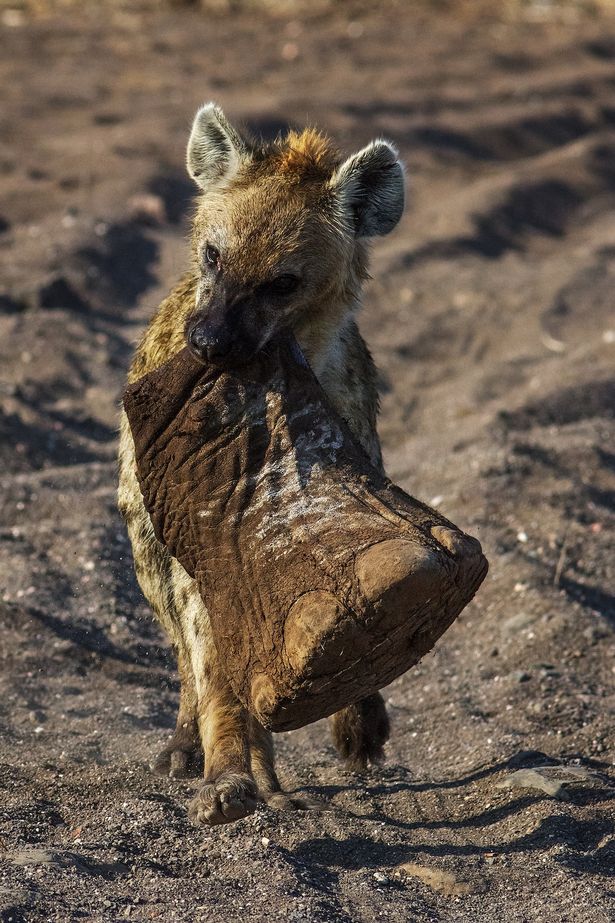 615x923, 144 Kb / Гиена, нога, слон