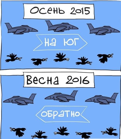 494x568, 51 Kb / Сирия, самолёты, миграция, птицы, политота