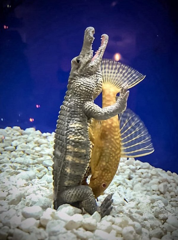 600x810, 83 Kb / рыба, крокодил