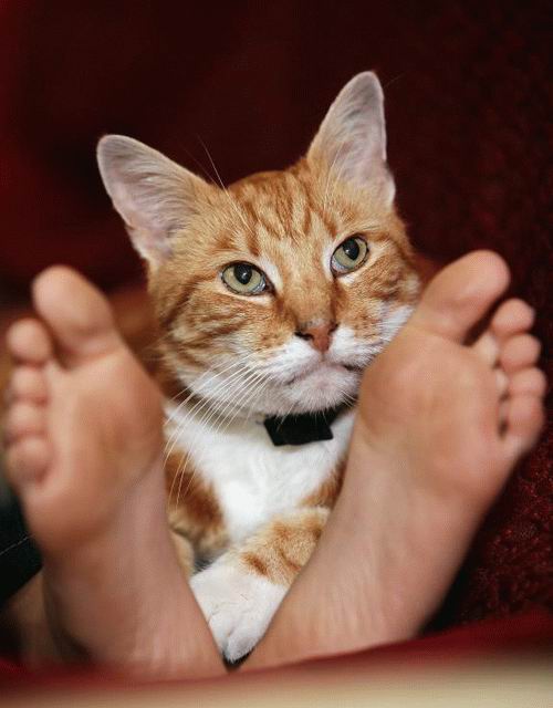 500x640, 37 Kb / кот, ноги