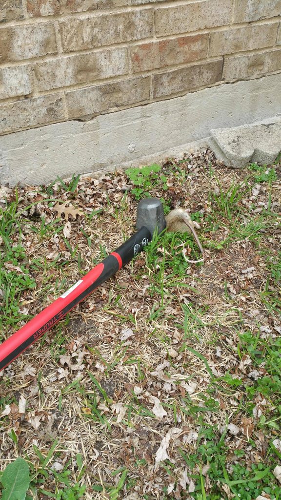 576x1024, 236 Kb / кувалда, крыса, стена