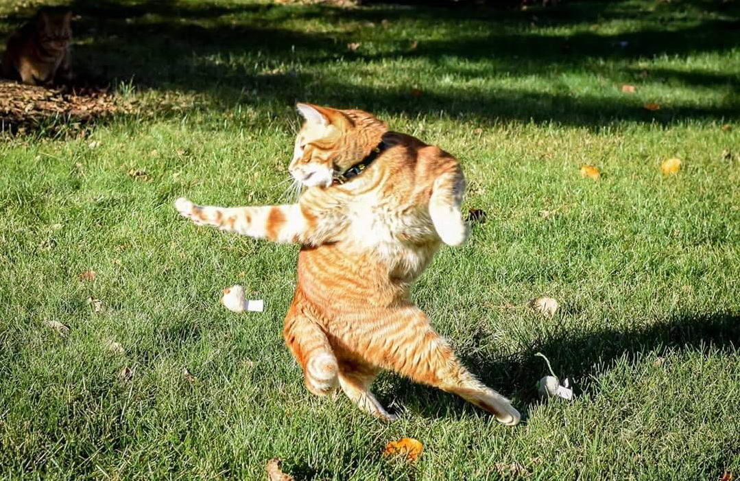 1079x701, 223 Kb / кот, трава, танец