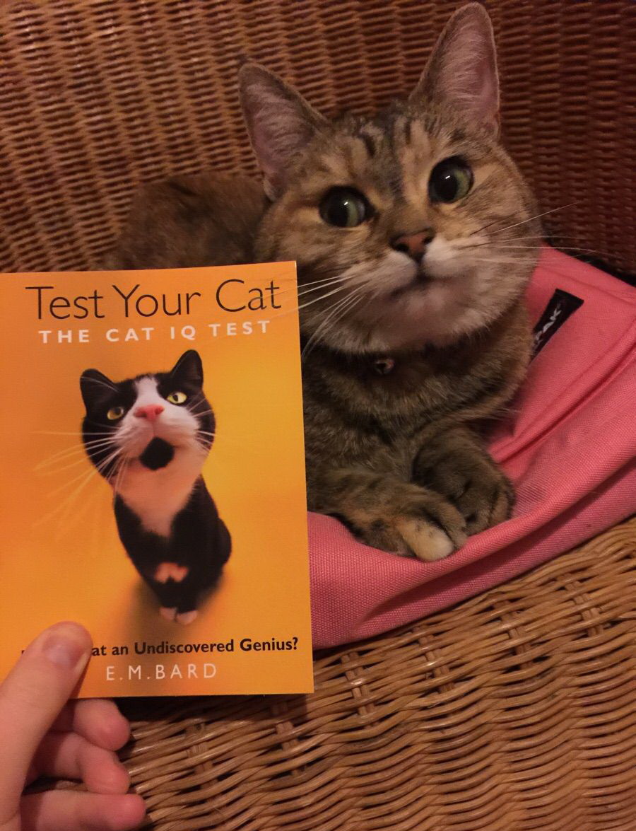 900x1175, 263 Kb / кот, корзина, взгляд