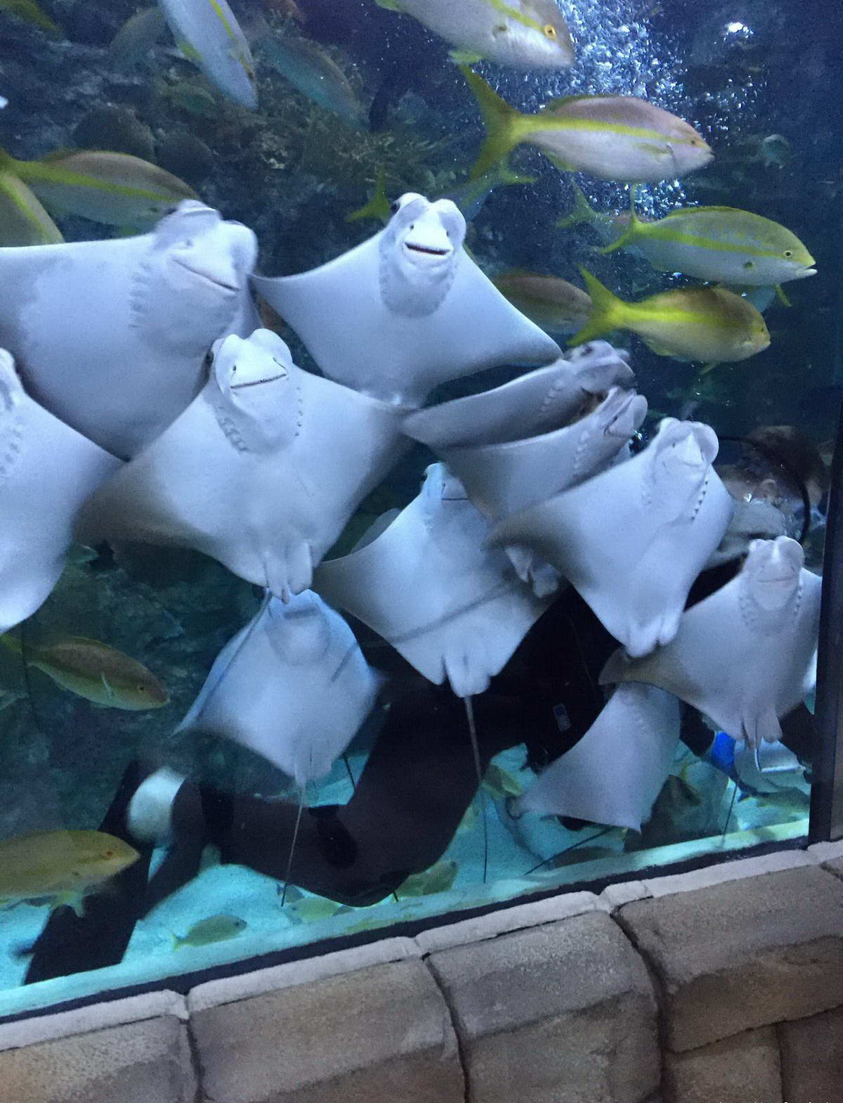 1200x1569, 210 Kb / аквариум, аквалангист, скат, лица