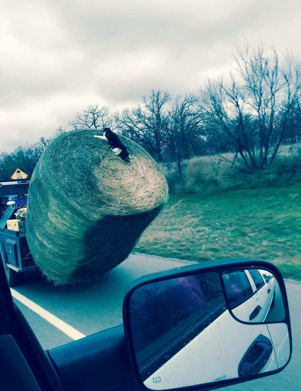 599x779, 166 Kb / зеркало, авто, сено, кот