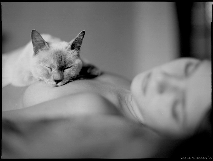 700x531, 140 Kb / кот, сон