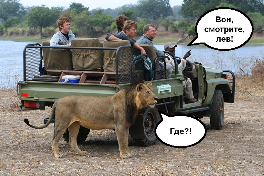900x600, 279 Kb / лев, авто, где