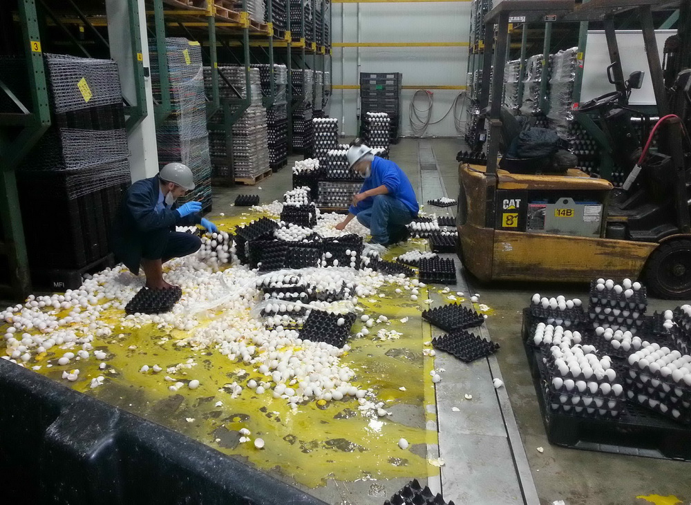 1000x731, 334 Kb / яйца, авария, пол