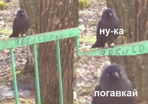 562x393, 31 Kb / птица, забор, надпись