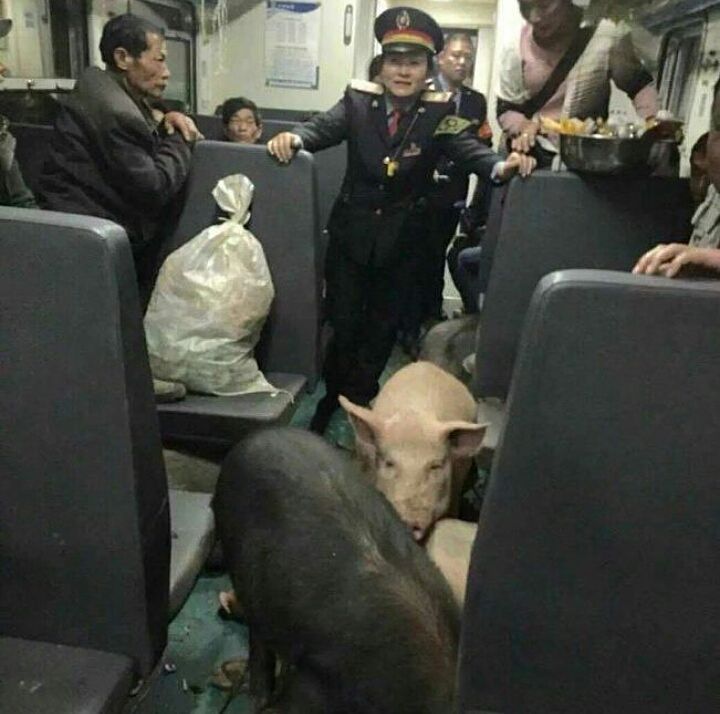 720x714, 63 Kb / вагон, электричка, свиньи