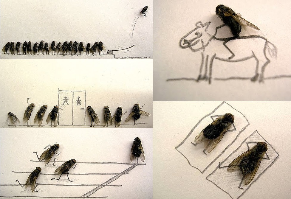 976x668, 213 Kb / Мухи, весеннее творчество, Рисунок, карандаш