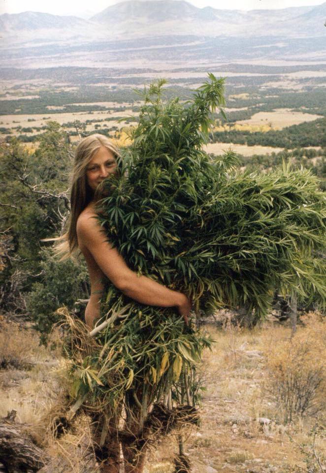 662x960, 109 Kb / конопля, девушка, долина, горы