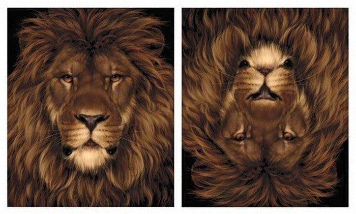 700x421, 98 Kb / лев, белка, фотошоп