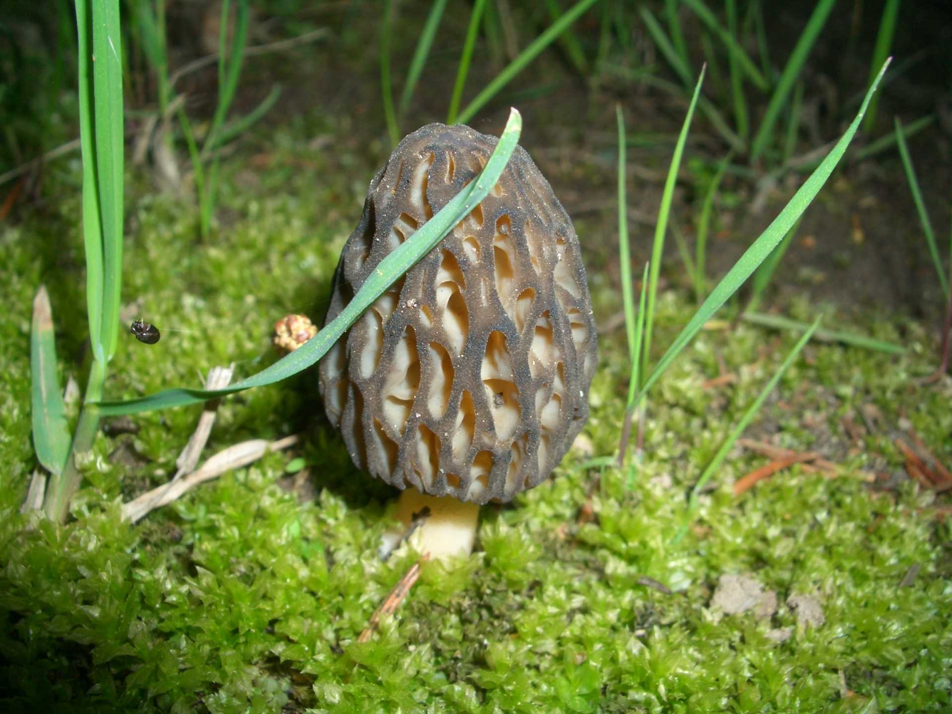 1920x1440, 227 Kb / гриб, сморчок