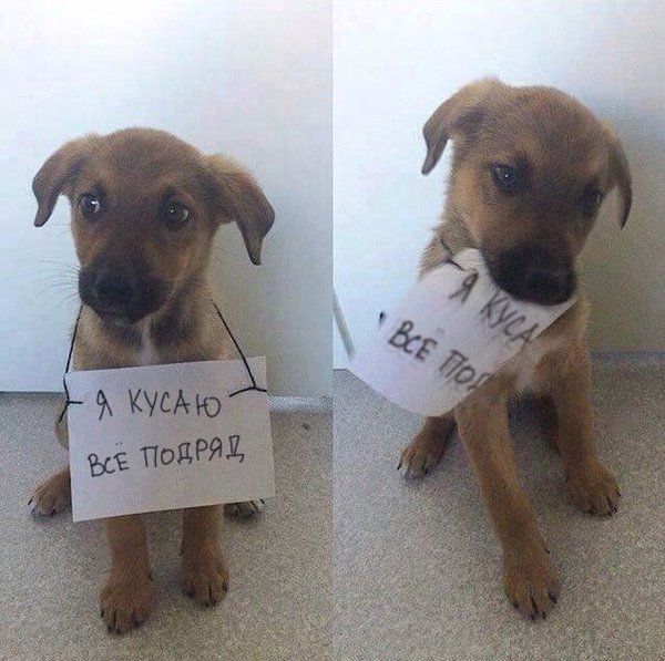 600x597, 66 Kb / щенок, наказан, плакат