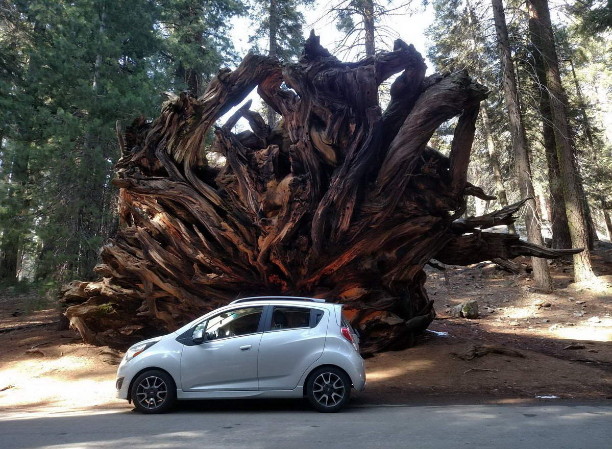 1199x880, 226 Kb / авто, дерево, корни