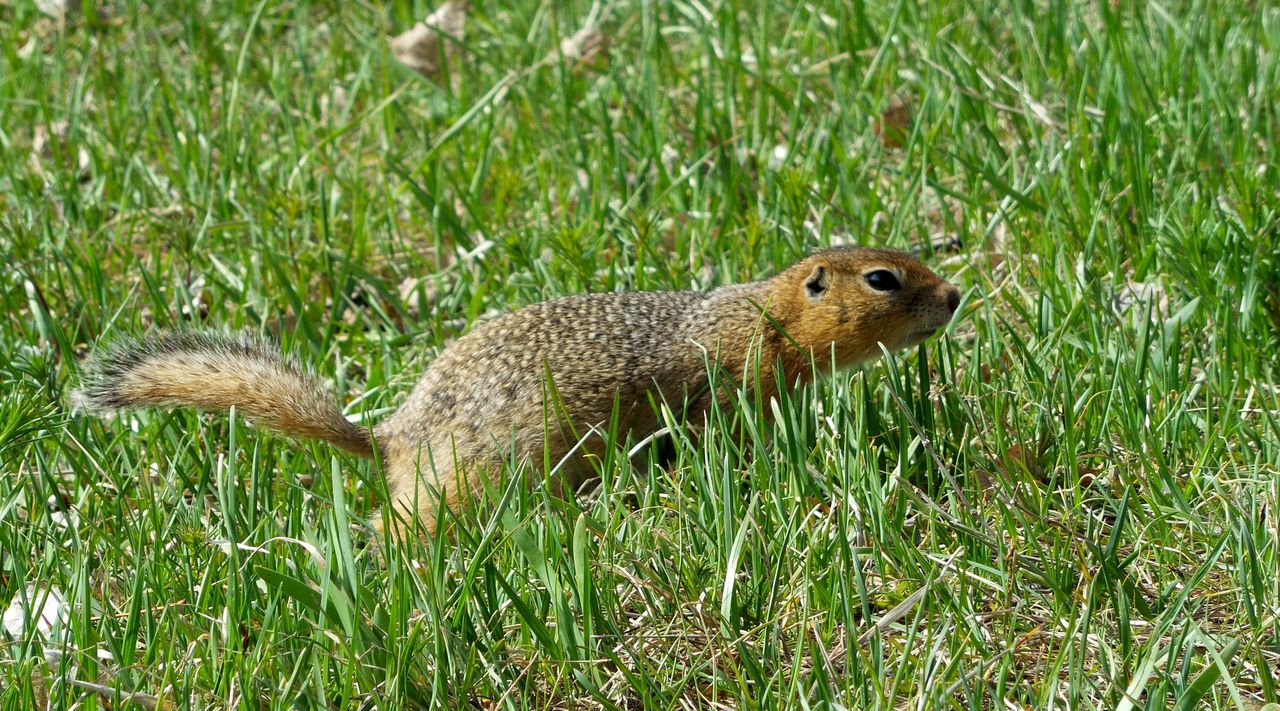 1280x711, 322 Kb / суслик