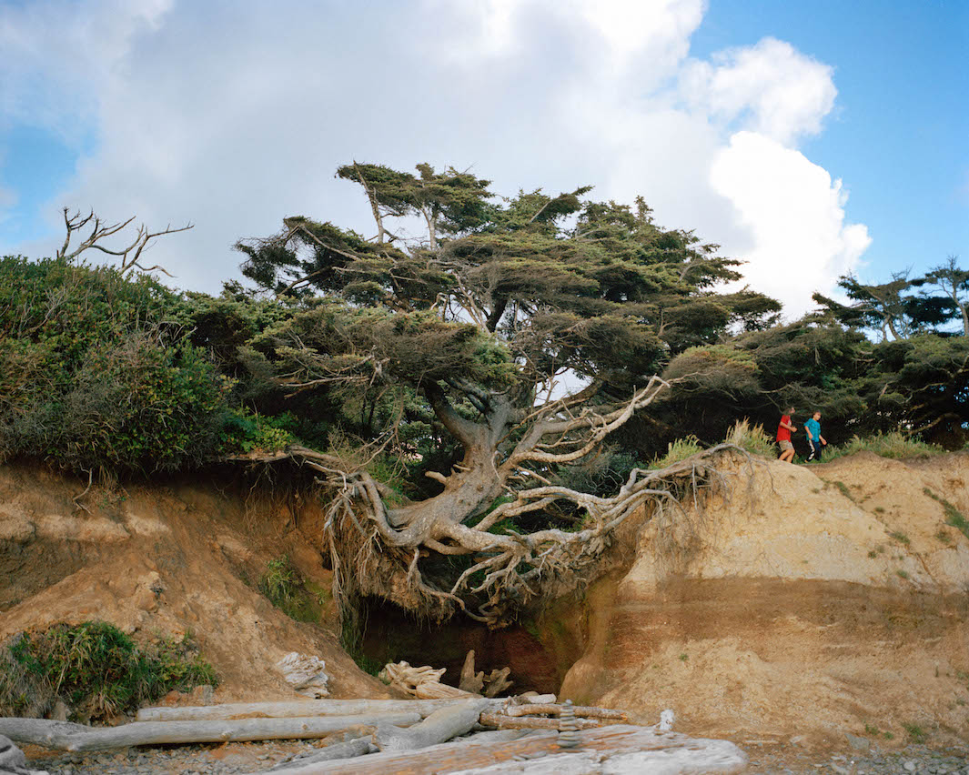 1065x852, 274 Kb / дерево, корни, раскоряка, берег