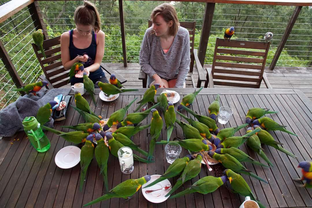 1080x720, 122 Kb / попугаи, беседка, стол, тетки