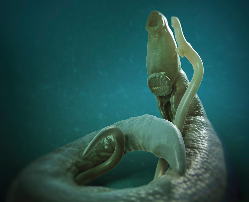 1000x810, 81 Kb / паразиты