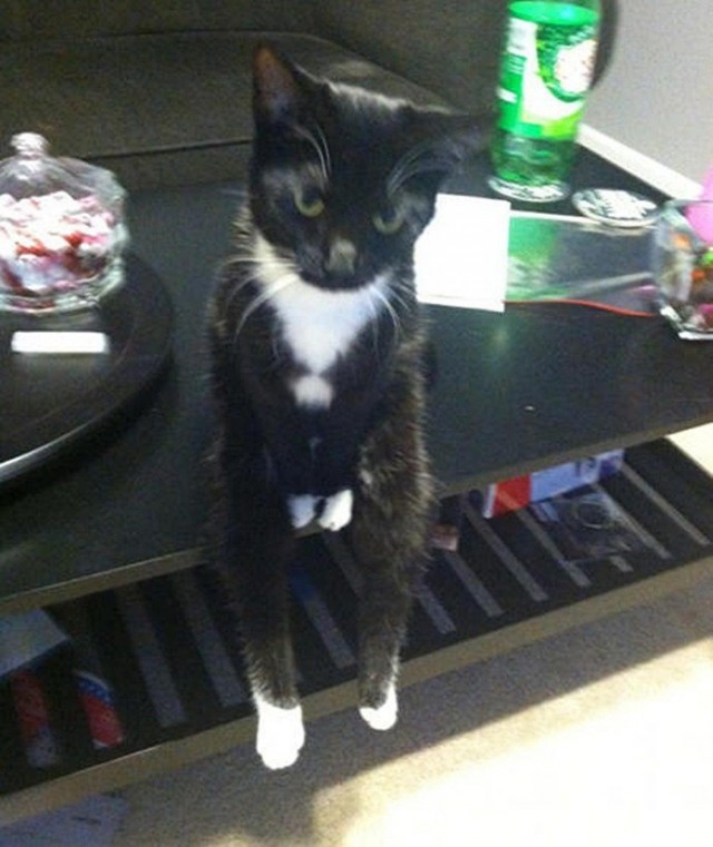 640x761, 88 Kb / котэ, стол, четкость