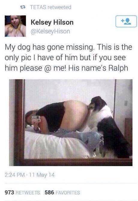 460x669, 37 Kb / пропала, собака