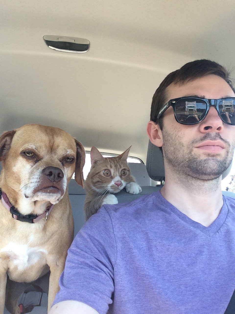 960x1280, 522 Kb / собака, кот, бородач, очки, авто, взгляд, отражение, телефон