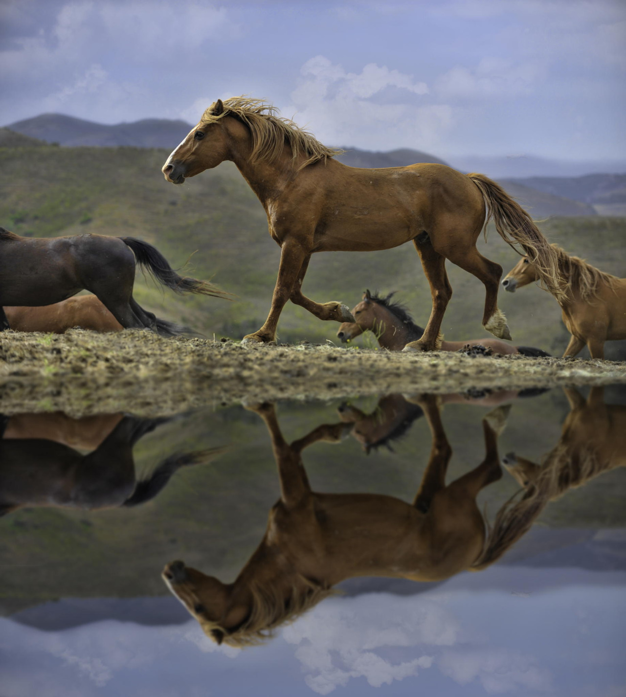 1280x1425, 293 Kb / лошади, табун, отражение