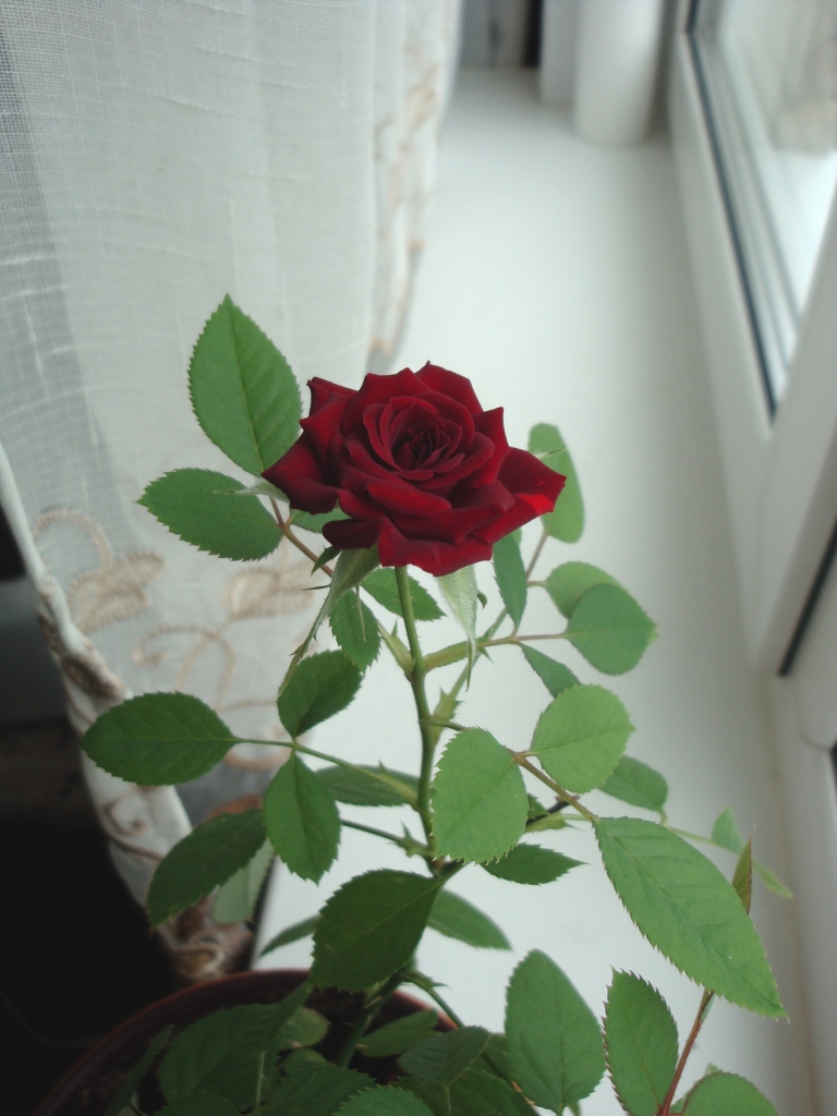 768x1024, 287 Kb / цветок, подоконник, на кухне, цветёт