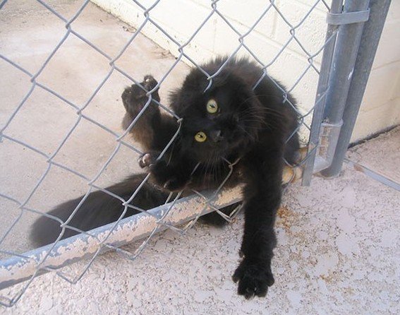 567x446, 65 Kb / котэ, сетка