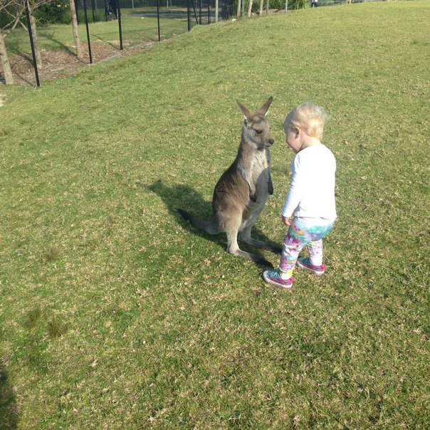 604x604, 132 Kb / кенгуренок, ребенок