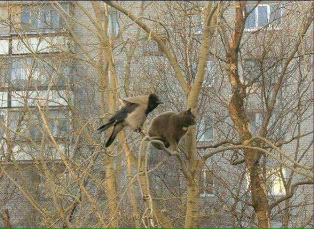 639x467, 228 Kb / Ворона, кот, дерево